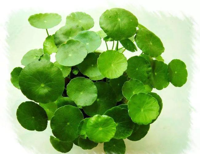 考拉全球工厂店 植物精华，精选全球大牌源厂好货